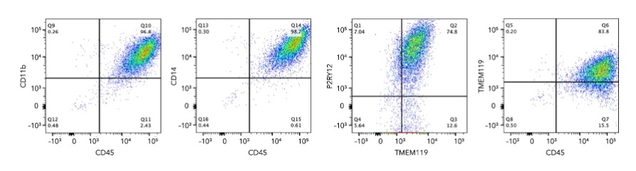 Flow Cytometry - ioMicroglia™ - Human iPSC derived cells (AB317488), expandable thumbnail