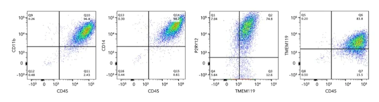 Flow Cytometry - ioMicroglia™ - Human iPSC derived cells (AB317488)