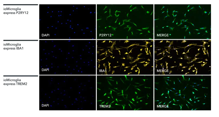 Immunocytochemistry/ Immunofluorescence - ioMicroglia™ - Human iPSC derived cells (AB317488)