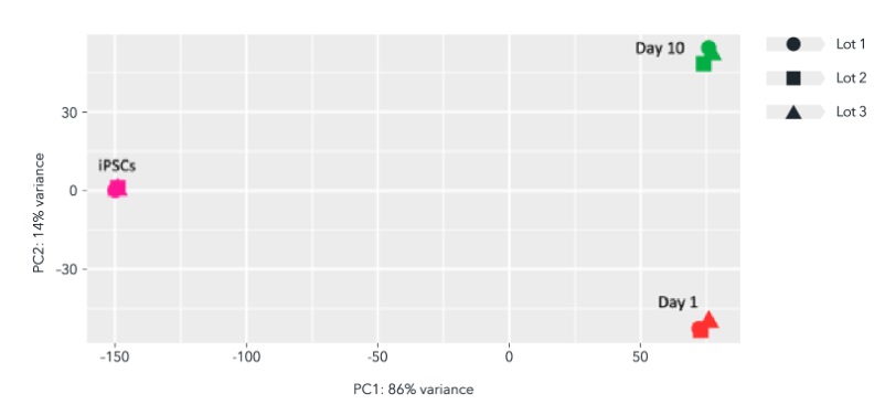 Sequencing - ioMicroglia™ - Human iPSC derived cells (AB317488), expandable thumbnail