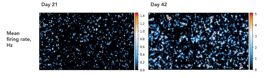 Functional Studies - ioMotor Neurons™ - Human iPSC derived cells (ab317486), expandable thumbnail