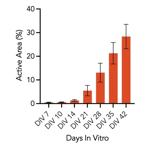 Functional Studies - ioMotor Neurons™ - Human iPSC derived cells (AB317486)