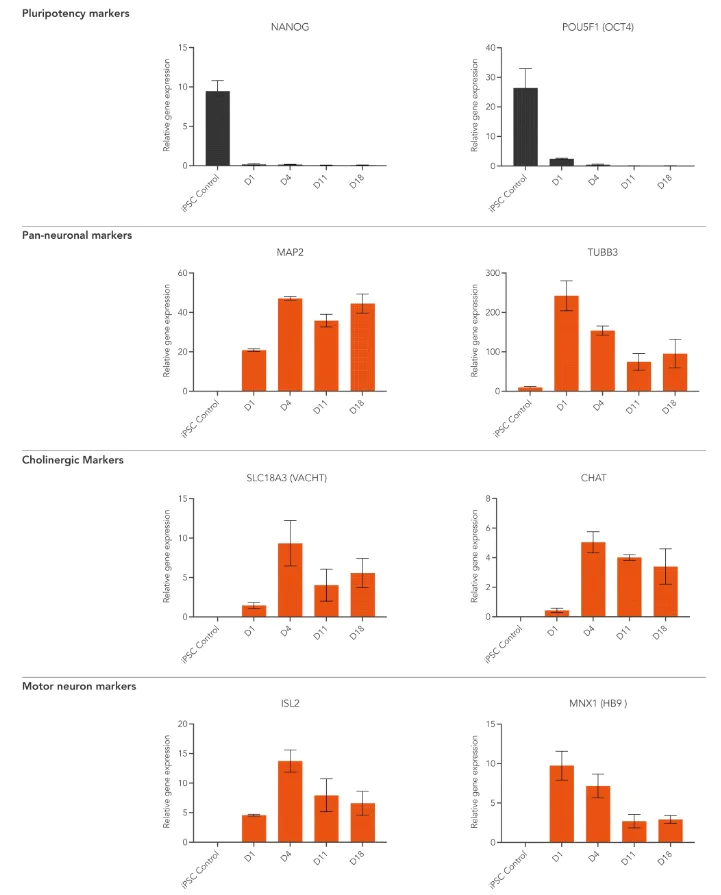 RT-PCR - ioMotor Neurons™ - Human iPSC derived cells (AB317486)