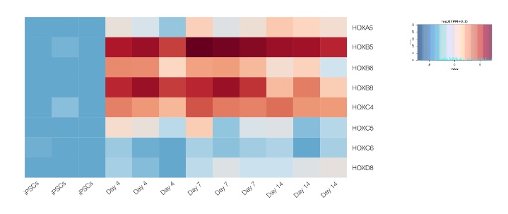 Sequencing - ioMotor Neurons™ - Human iPSC derived cells (ab317486), expandable thumbnail