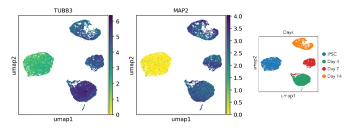 Sequencing - ioMotor Neurons™ - Human iPSC derived cells (ab317486), expandable thumbnail