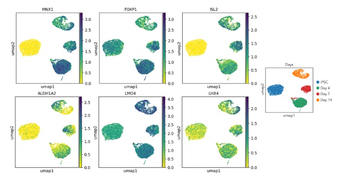 Sequencing - ioMotor Neurons™ - Human iPSC derived cells (AB317486), expandable thumbnail