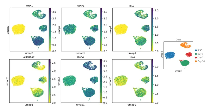 Sequencing - ioMotor Neurons™ - Human iPSC derived cells (AB317486)