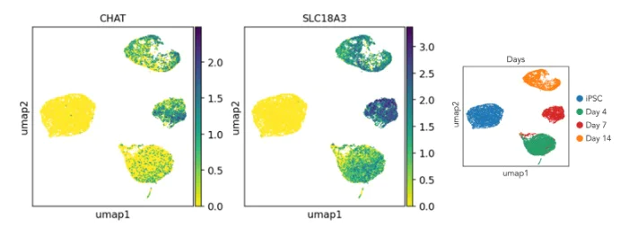 Sequencing - ioMotor Neurons™ - Human iPSC derived cells (AB317486)