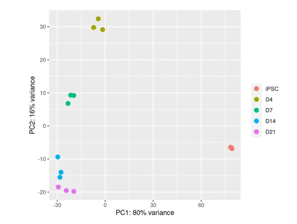 Sequencing - ioMotor Neurons™ - Human iPSC derived cells (AB317486)