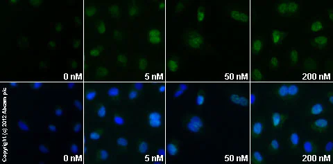 Functional Studies - Ionomycin Ca2+ Salt, Ca2+ ionophore (AB120116)