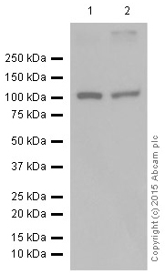 Western blot - Anti-Ionotropic glutamate receptor 2 + 3 antibody [EP929Y] (AB52896), expandable thumbnail