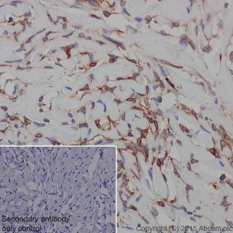 Immunohistochemistry (Formalin/PFA-fixed paraffin-embedded sections) - Anti-Ionotropic Glutamate receptor 2 + 3 antibody [EPR18115] - BSA and Azide free (AB251444)