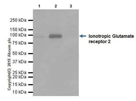 Immunoprecipitation - Anti-Ionotropic Glutamate receptor 2 + 3 antibody [EPR18115] - BSA and Azide free (AB251444)