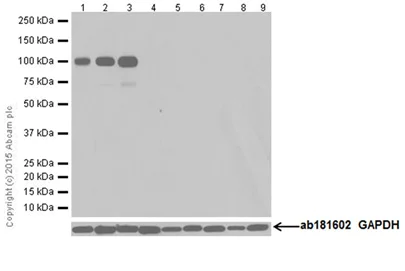 Western blot - Anti-Ionotropic Glutamate receptor 2 + 3 antibody [EPR18115] - BSA and Azide free (AB251444)