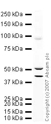 Western blot - Anti-Ionotropic Glutamate receptor 2 antibody (AB20673)
