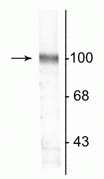 Western blot - Anti-Ionotropic Glutamate receptor 2 antibody (AB254102), expandable thumbnail