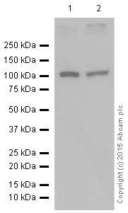 Western blot - Anti-Ionotropic glutamate receptor 2 antibody [EP929Y] (AB52896)
