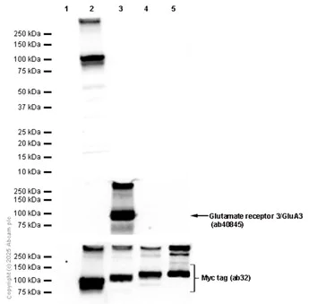 Western blot - Anti-Ionotropic glutamate receptor 2 antibody [EP929Y] (AB52896)