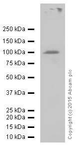 Western blot - Anti-Ionotropic glutamate receptor 2 antibody [EP929Y] (AB52896)