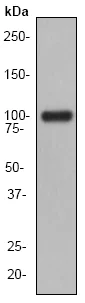 Western blot - Anti-Ionotropic glutamate receptor 2 antibody [EP929Y] - BSA and Azide free (AB247334)