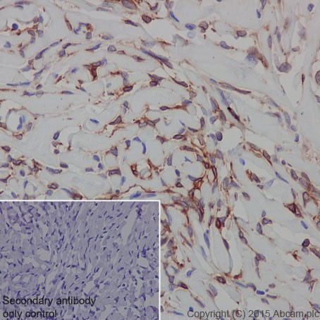 Immunohistochemistry (Formalin/PFA-fixed paraffin-embedded sections) - Anti-Ionotropic Glutamate receptor 2 antibody [EPR18115] (AB206293)