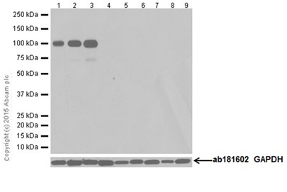 Western blot - Anti-Ionotropic Glutamate receptor 2 antibody [EPR18115] (AB206293)