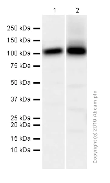 Western blot - Anti-Ionotropic Glutamate receptor 2 antibody [EPR5032] - BSA and Azide free (AB240061)