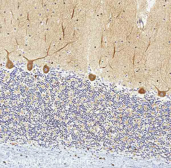Immunohistochemistry (Formalin/PFA-fixed paraffin-embedded sections) - Anti-Ionotropic Glutamate receptor 2 antibody [L21/32] (AB192760)