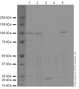 Western blot - Anti-Ionotropic Glutamate receptor 2 antibody [L21/32] (AB192760)