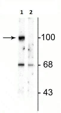 Western blot - Anti-Ionotropic Glutamate receptor 2 (phospho S880) antibody (AB254103)