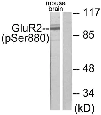 Western blot - Anti-Ionotropic Glutamate receptor 2 (phospho S880) antibody (AB52180)