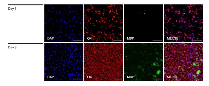 Immunocytochemistry/ Immunofluorescence - ioOligodendrocyte-like cells™ - Human iPSC derived cells (AB317487), expandable thumbnail