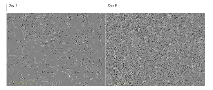 Light Microscopy - ioOligodendrocyte-like cells™ - Human iPSC derived cells (AB317487)