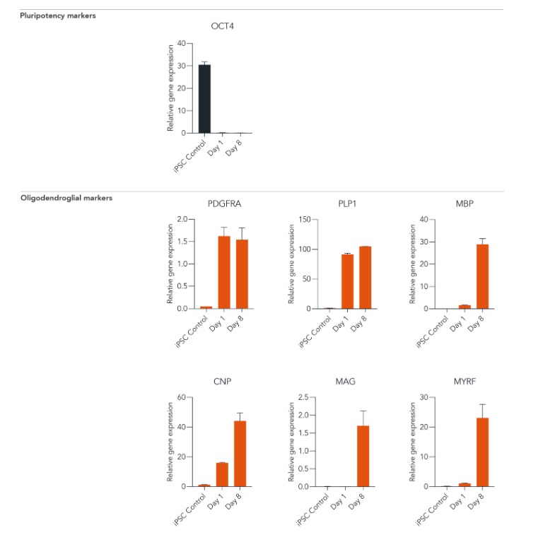 RT-PCR - ioOligodendrocyte-like cells™ - Human iPSC derived cells (AB317487), expandable thumbnail