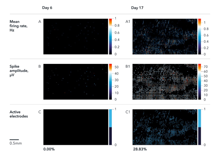 Functional Studies - ioSensory Neurons™ - Human iPSC derived cells (ab317489), expandable thumbnail