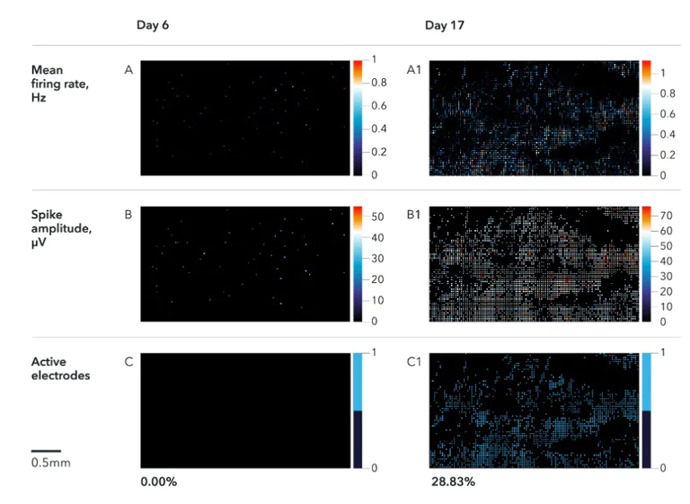 Functional Studies - ioSensory Neurons™ - Human iPSC derived cells (AB317489)