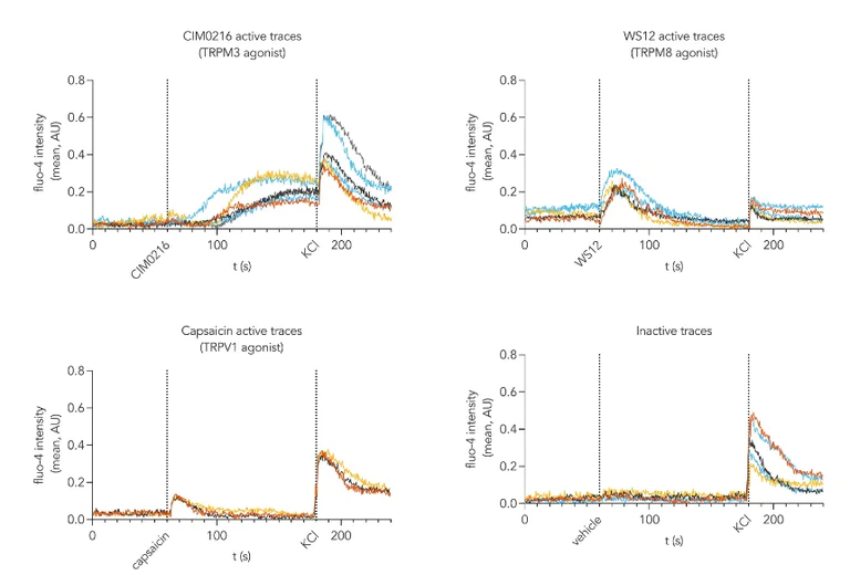 Functional Studies - ioSensory Neurons™ - Human iPSC derived cells (AB317489)