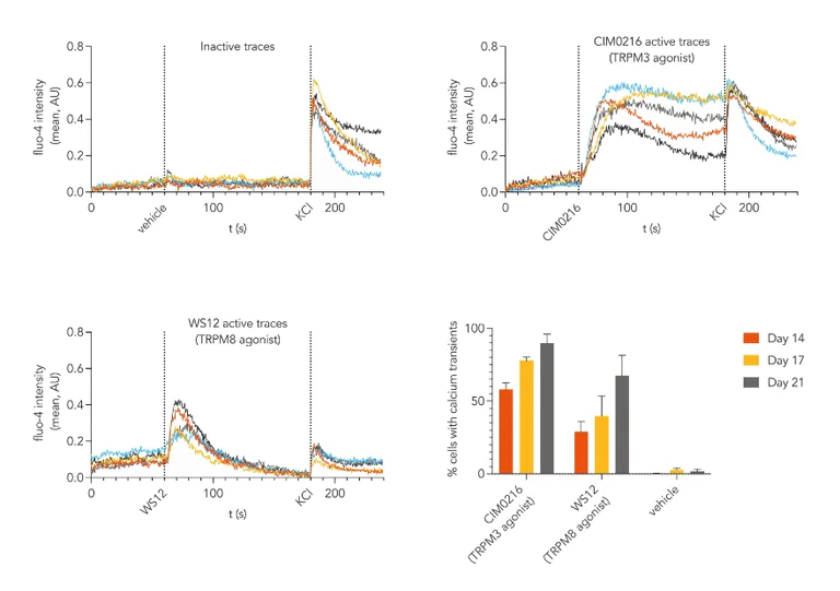 Functional Studies - ioSensory Neurons™ - Human iPSC derived cells (AB317489)