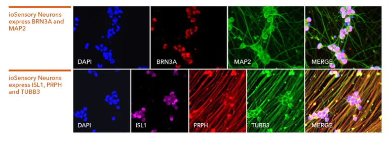 Immunocytochemistry/ Immunofluorescence - ioSensory Neurons™ - Human iPSC derived cells (AB317489)