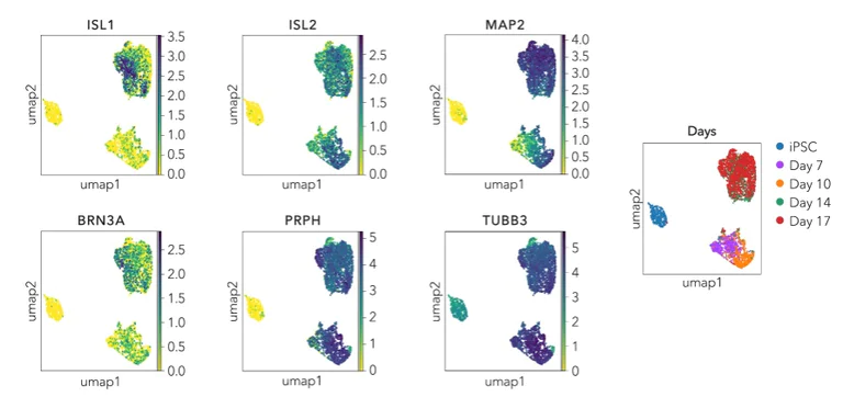 Sequencing - ioSensory Neurons™ - Human iPSC derived cells (AB317489)