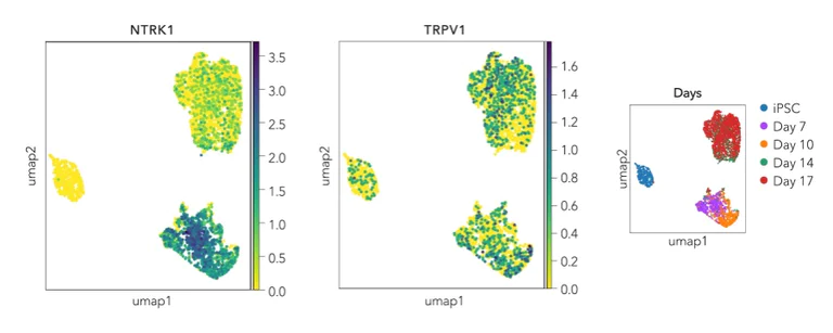 Sequencing - ioSensory Neurons™ - Human iPSC derived cells (AB317489)