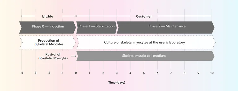 Cell Culture - ioSkeletal Myocytes - Human iPSC derived cells (AB277612)