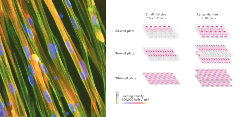Cell Culture - ioSkeletal Myocytes - Human iPSC derived cells (AB277612)