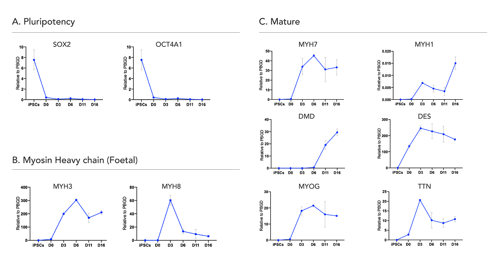 Functional Studies - ioSkeletal Myocytes - Human iPSC derived cells (ab277612), expandable thumbnail