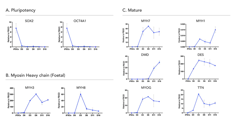Functional Studies - ioSkeletal Myocytes - Human iPSC derived cells (AB277612)