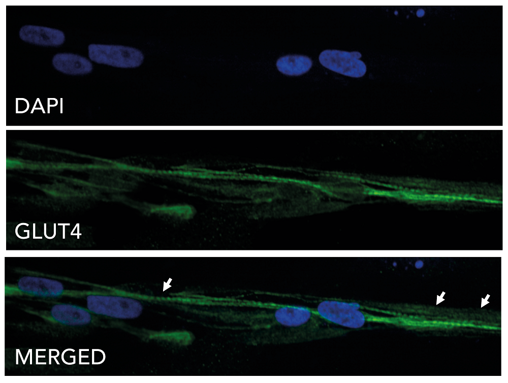 Immunocytochemistry - ioSkeletal Myocytes - Human iPSC derived cells (ab277612), expandable thumbnail