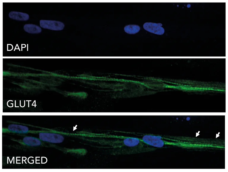 Immunocytochemistry - ioSkeletal Myocytes - Human iPSC derived cells (AB277612)