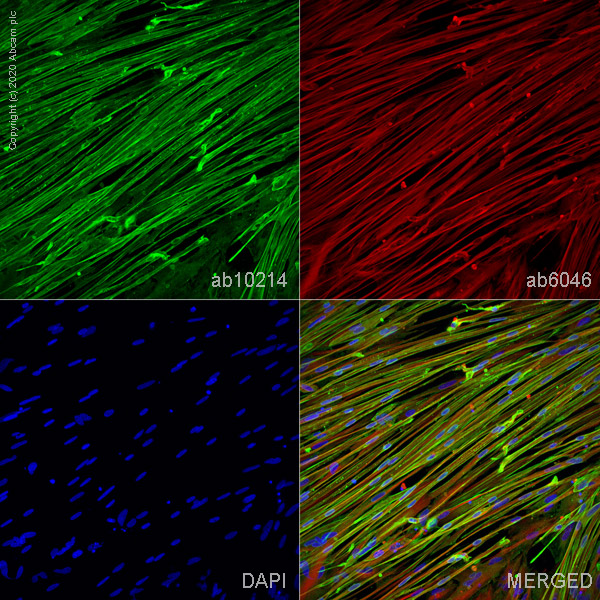 Immunocytochemistry - ioSkeletal Myocytes - Human iPSC derived cells (AB277612), expandable thumbnail