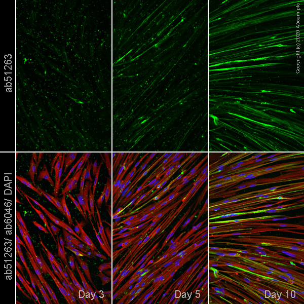 Immunocytochemistry - ioSkeletal Myocytes - Human iPSC derived cells (AB277612), expandable thumbnail