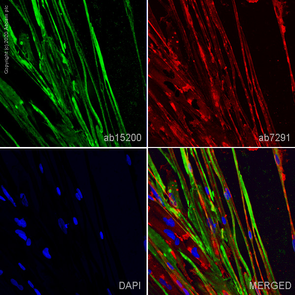 Immunocytochemistry/ Immunofluorescence - ioSkeletal Myocytes - Human iPSC derived cells (AB277612), expandable thumbnail
